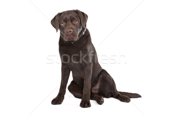 Stock photo: Chocolate Labrador