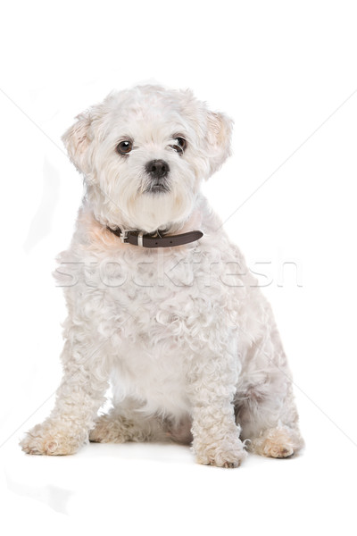Gemengd ras hond witte Stockfoto © eriklam