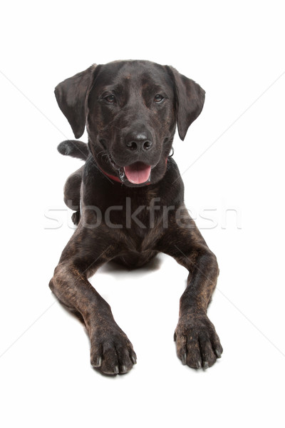 Сток-фото: смешанный · собака · Лабрадор · ротвейлер · белый