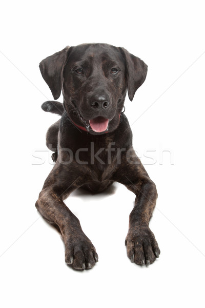 Vegyes fajta kutya labrador rottweiler fehér Stock fotó © eriklam