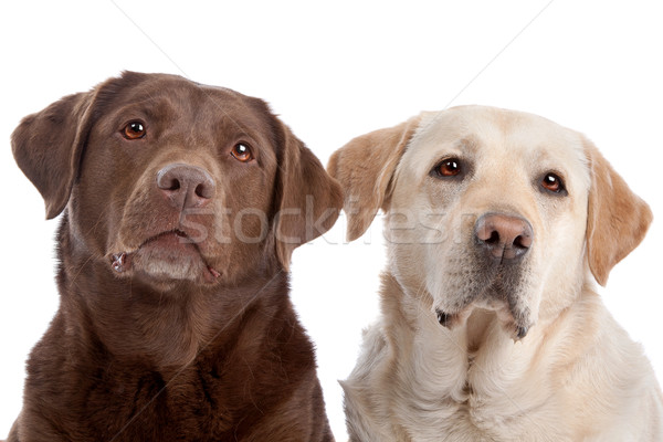 Yellow and chocolate Labrador Stock photo © eriklam