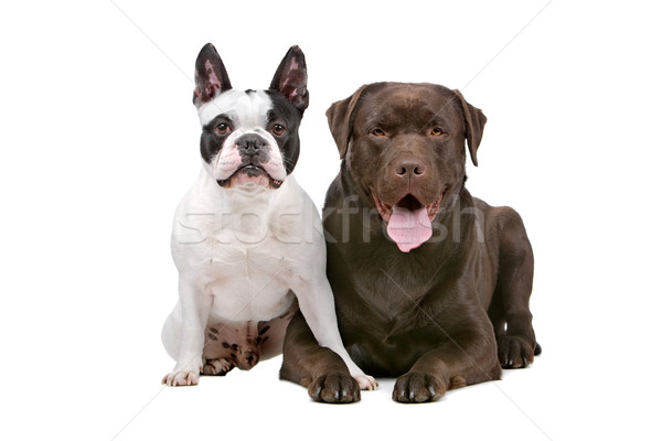 French Bulldog (frenchie) and a chocolate labrador retriever dog Stock photo © eriklam