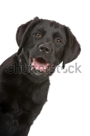 Siyah labrador retriever köpek yavrusu kafa sevimli yalıtılmış Stok fotoğraf © eriklam