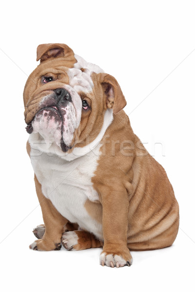 Stock photo: English Bulldog