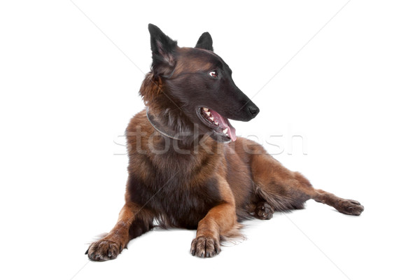 Belgium Shepherd dog Stock photo © eriklam