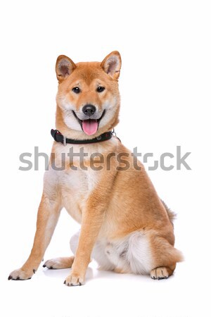 Stock photo: Shiba Inu dog
