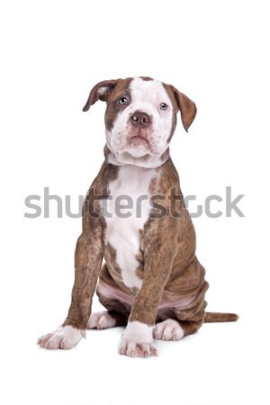 American bulldog bianco cucciolo forte bulldog rosolare Foto d'archivio © eriklam