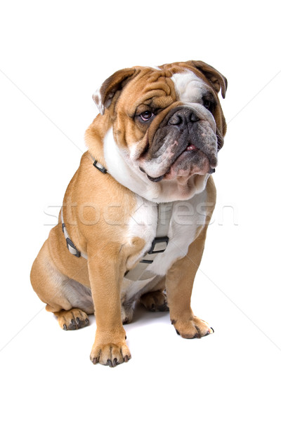Englisch Bulldogge Sitzung isoliert weiß Hund Stock foto © eriklam