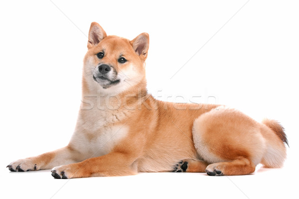 Shiba Inu dog in front of a white background Stock photo © eriklam