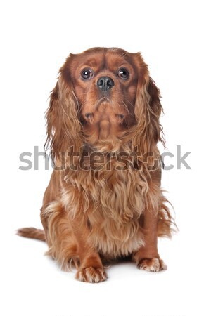 Cavalier King Charles Spaniel Stock photo © eriklam