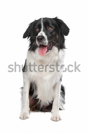 アトラス 山 犬 白 ストックフォト © eriklam
