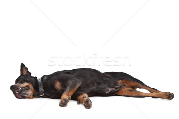 Rottweiler blanche fond studio animal garde [[stock_photo]] © eriklam
