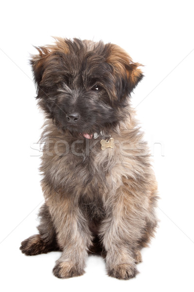 Pyrenean Shepherd puppy Stock photo © eriklam