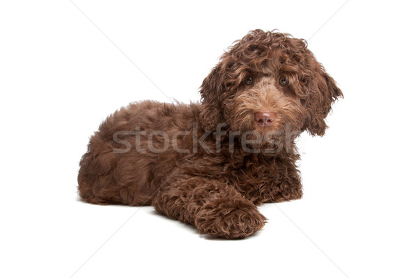 Labradoodle puppy Stock photo © eriklam
