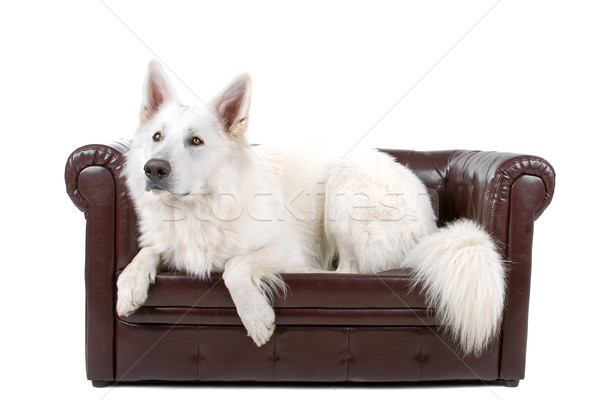 White shepherd dog Stock photo © eriklam