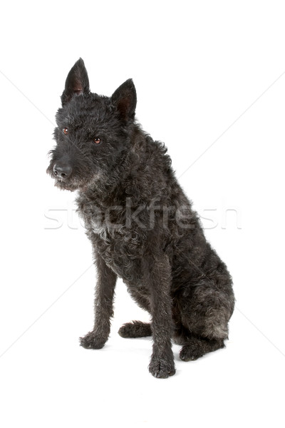 wire haired Dutch shepherd dog Stock photo © eriklam