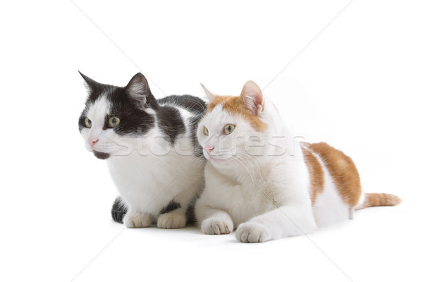 two european short-haired cats Stock photo © eriklam