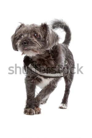 Vegyes fajta kutya izolált fehér Stock fotó © eriklam