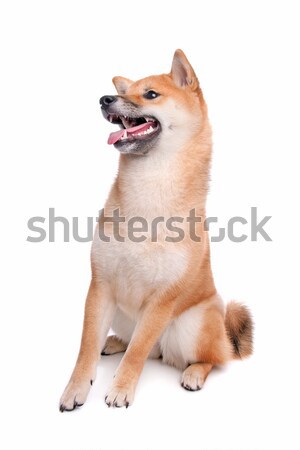 Shiba Inu dog in front of a white background Stock photo © eriklam