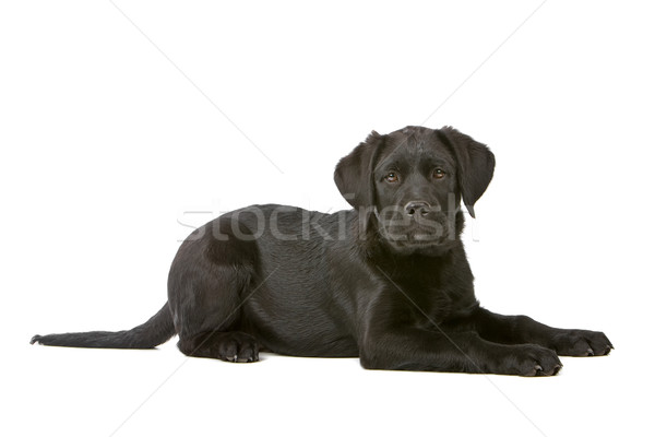 Preto labrador retriever cachorro bonitinho piso isolado Foto stock © eriklam