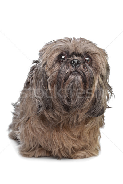 Brown Shih Tzu dog Stock photo © eriklam