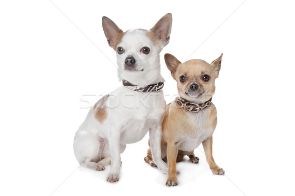 two short-haired chihuahua dogs Stock photo © eriklam