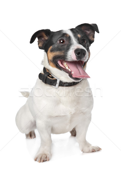 Jack russel Terrier Stock photo © eriklam