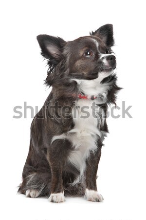 Langhaarigen Hintergrund weiß Studio wenig inländischen Stock foto © eriklam