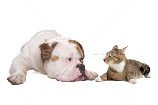 Perro gato bulldog americano europeo aislado blanco Foto stock © eriklam