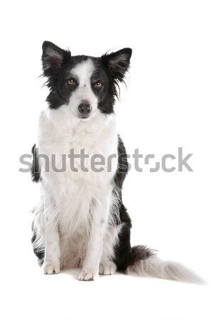 Border collie isolato bianco cane confine Foto d'archivio © eriklam