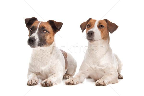 Terrier blanco animales estudio mascota fondo blanco Foto stock © eriklam