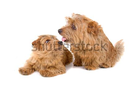 two norfolk terrier dogs Stock photo © eriklam