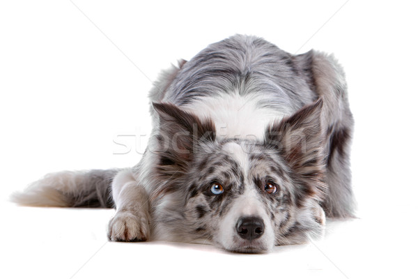 Border collie isolato bianco cane confine Foto d'archivio © eriklam