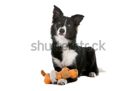 Stock photo: border collie sheepdog