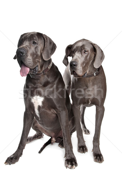 Dwa szary psów front biały Zdjęcia stock © eriklam