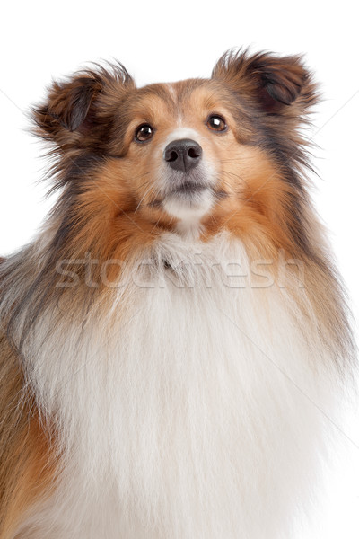 [[stock_photo]]: Chien · de · berger · blanche · fond · animaux · fond · blanc · mammifère