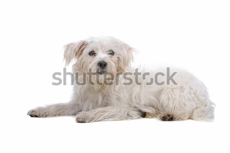 Bianco mista razza cane piano isolato Foto d'archivio © eriklam