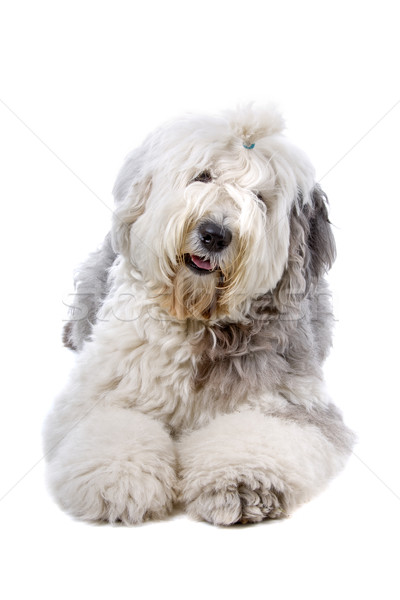 Old english sheepdog (bobtail) Stock photo © eriklam