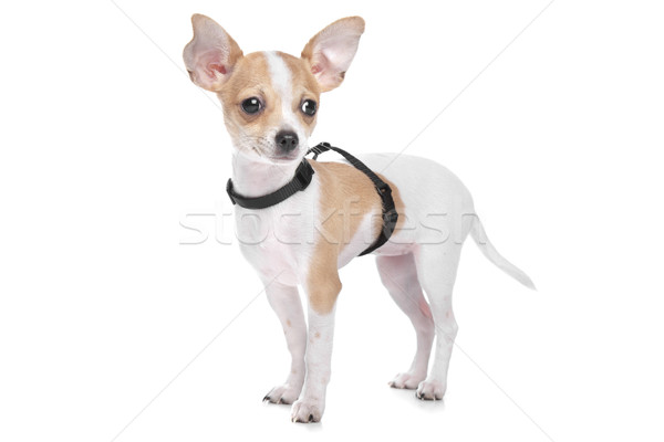 Short Haired Chihuahua Stock Photo C Erik Lam Eriklam 1775756