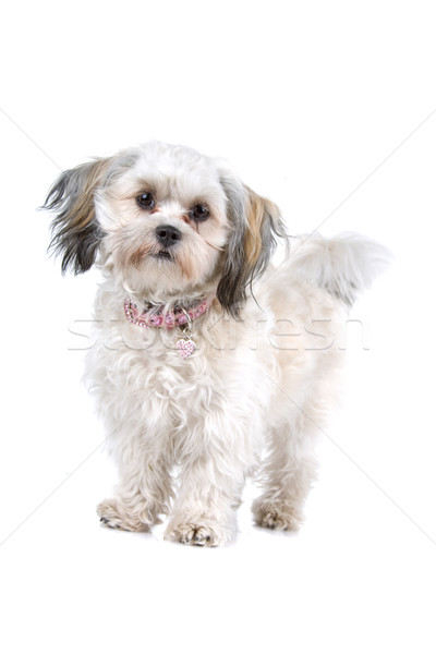 Maltese dog Stock photo © eriklam