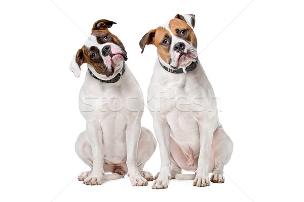 Deux séance blanche animaux fond blanc [[stock_photo]] © eriklam