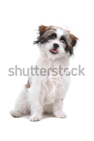 Mixed breed Boomer dog Stock photo © eriklam