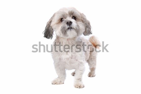 Stock photo: shih tzu