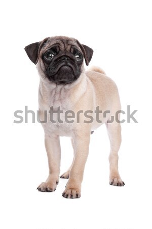 pug puppy Stock photo © eriklam