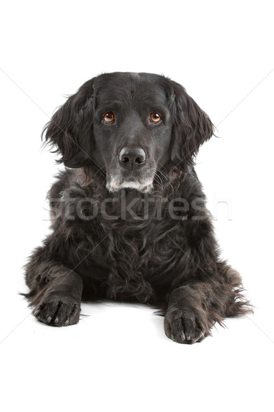 mixed breed dog (half setter) Stock photo © eriklam