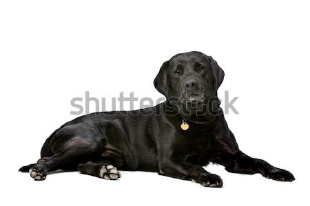 Czarny dziesięć rok starych labrador biały Zdjęcia stock © eriklam