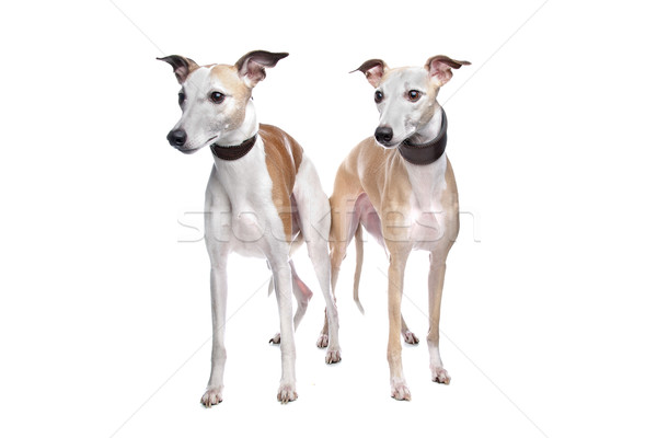 Two Whippet hounds Stock photo © eriklam