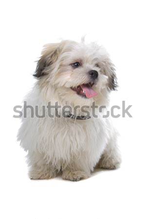 boomer, mixed breed dog Stock photo © eriklam