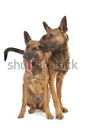 two Belgian Shepherd Dog (Malinois)puppies Stock photo © eriklam