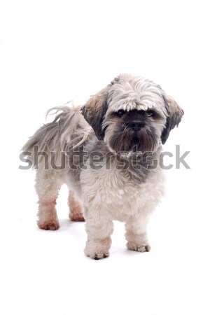 Stock photo: English Cocker Spaniel